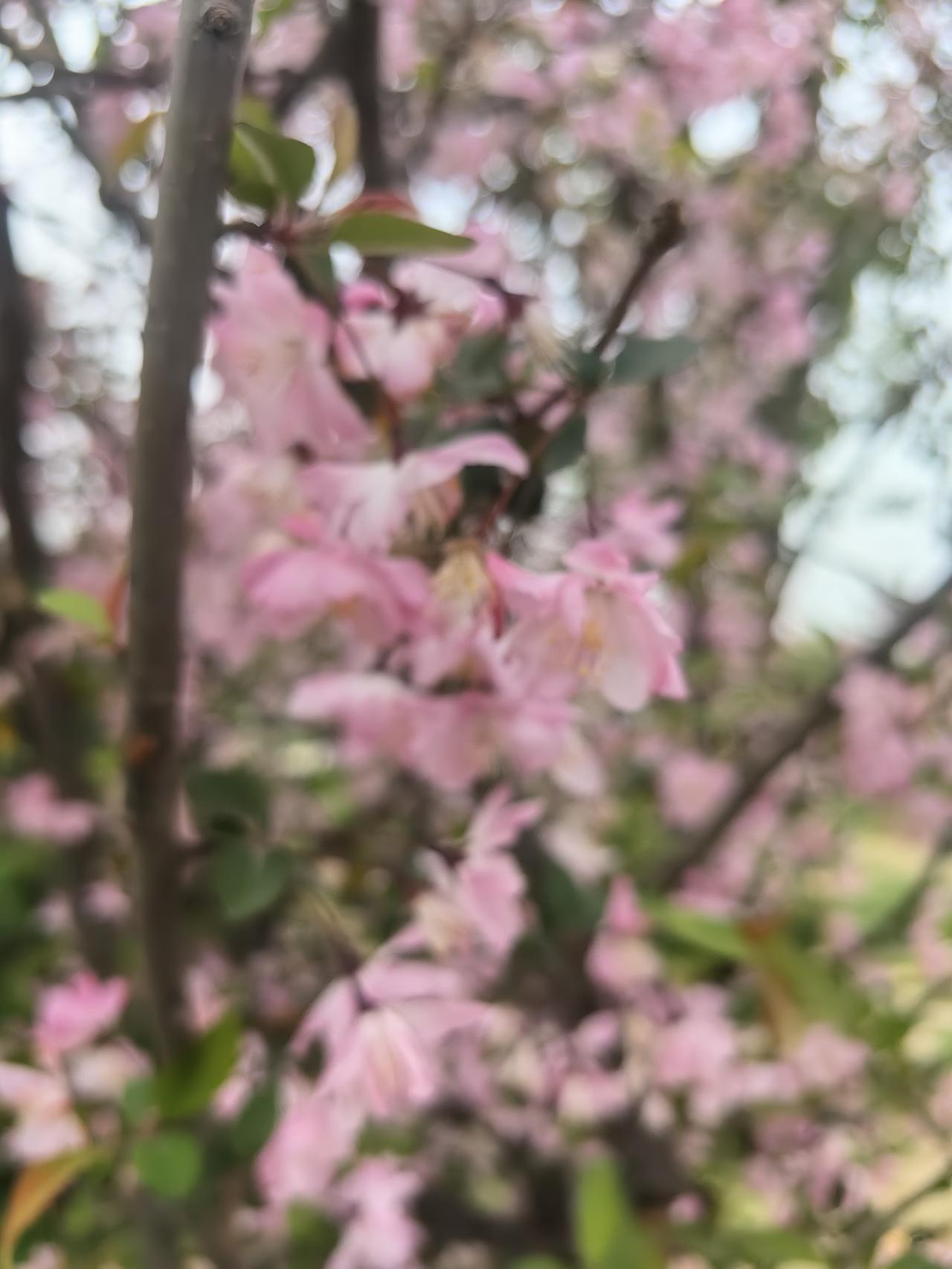 今天是2026年4月3日，星期六。清明假期的第一天，昨天与大姐约好了，今天上午回