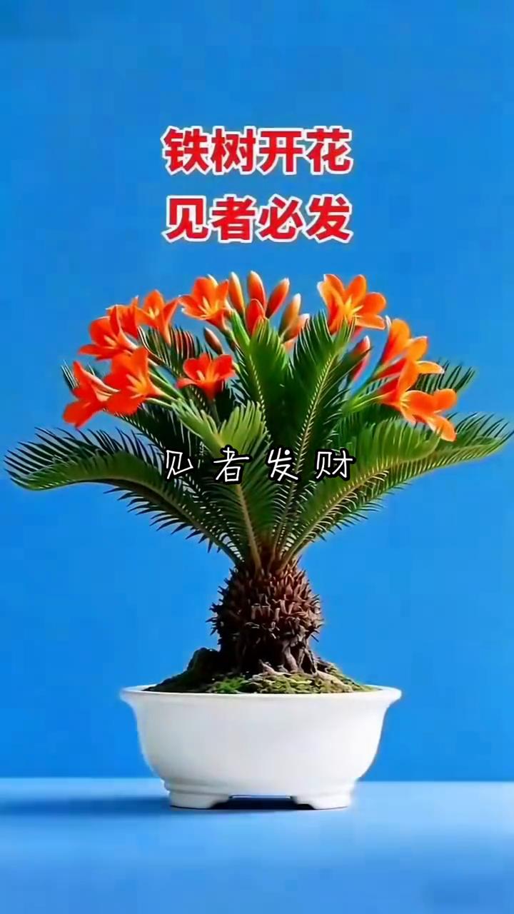 铁树开花，见者必发，见者发财。
