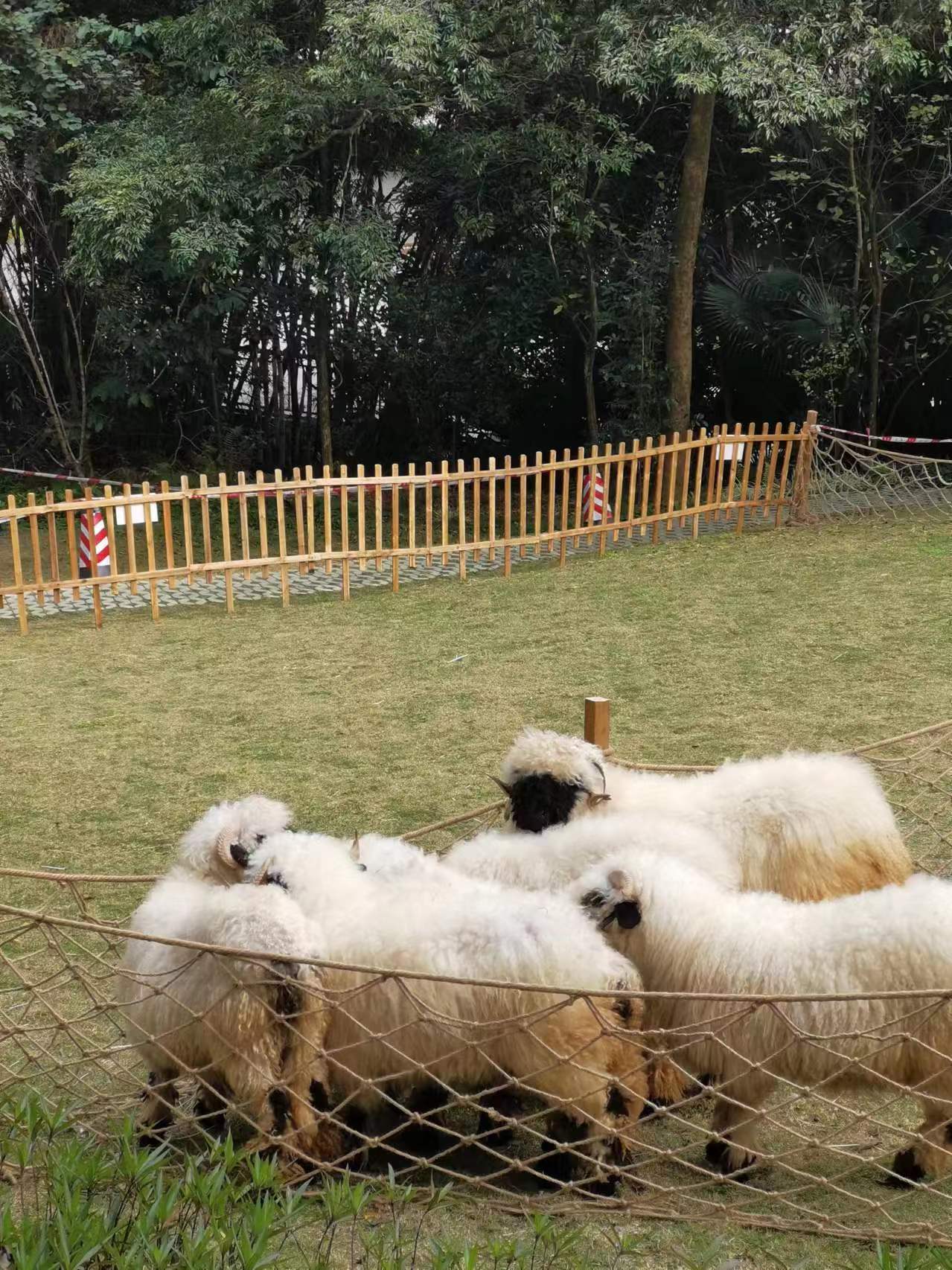 瓦莱黑鼻羊是真的可爱(๑＞ڡ＜)☆是不是那个那个无敌看懵狗就是这个做的原型 ​​
