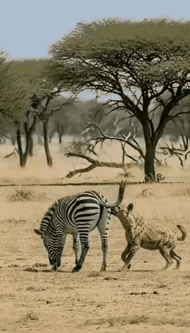 好险，鬣狗的触须已经接触到了斑马的菊花，斑马迅速一个摆尾，躲过了致命的一口，到口