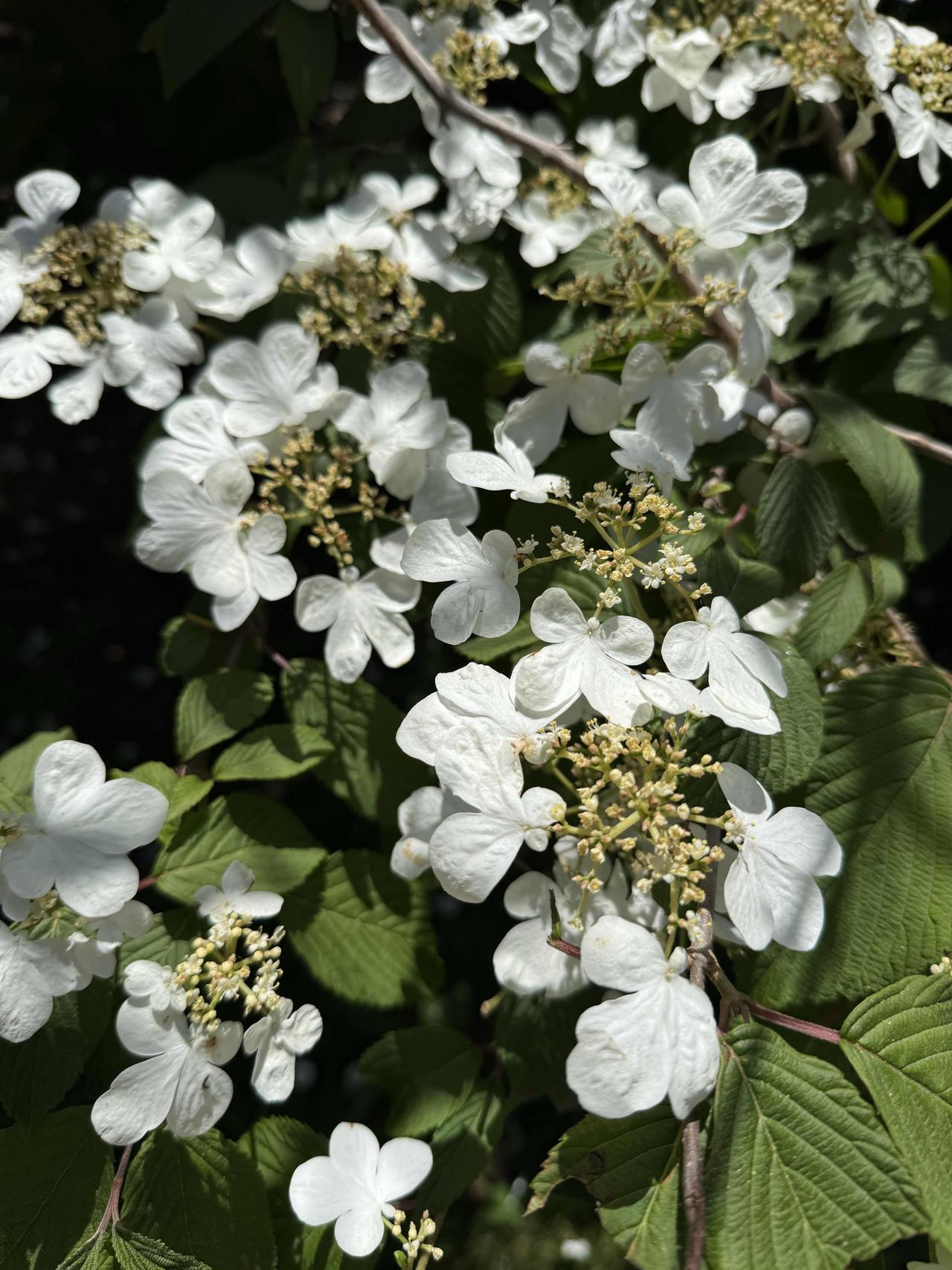 plicatum var. tomentosum），是五福花科（原忍冬科）荚蒾属