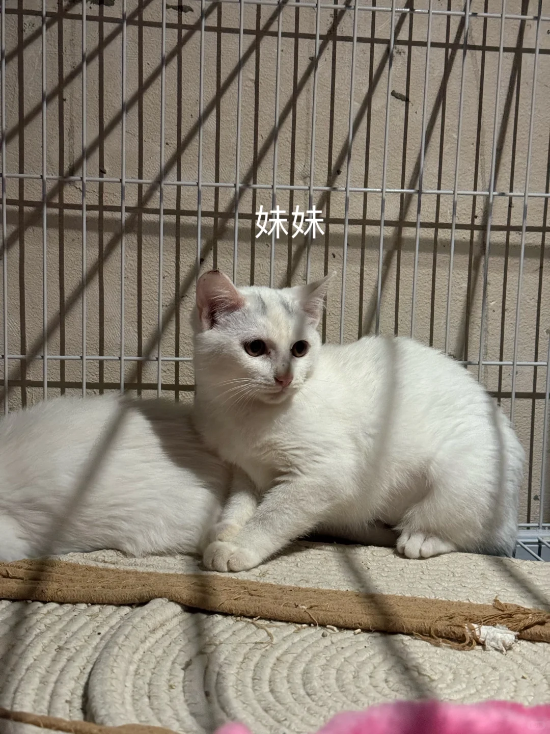 杭州高颜值流浪猫求领养