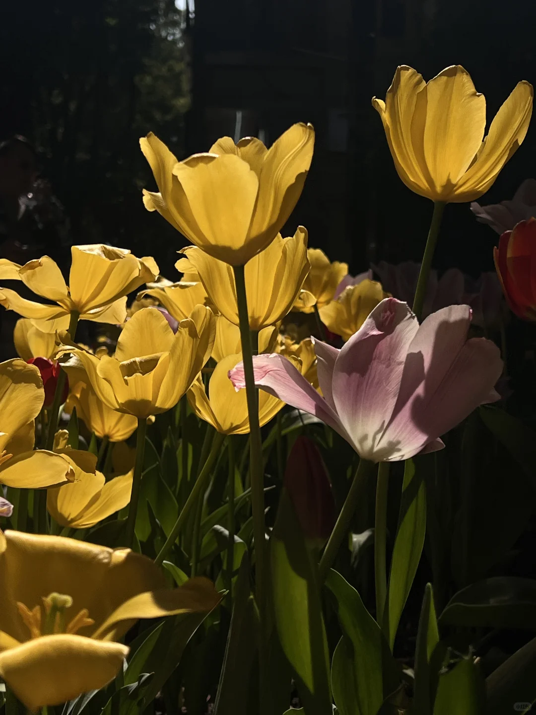 沙面岛的郁金香🌷1.17实拍‼️美爆了