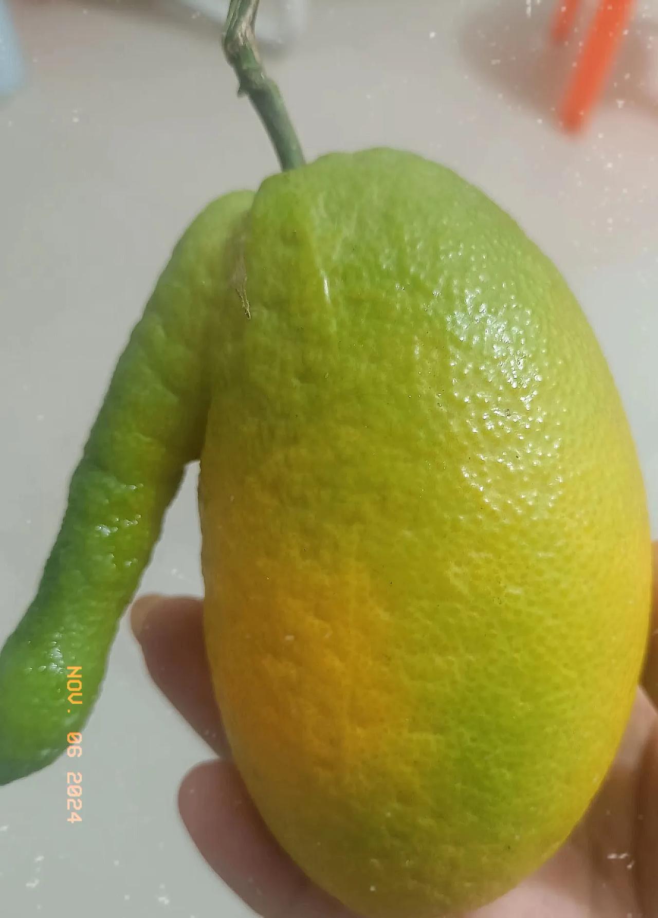 今天我买个2斤橘子🍊，都被婆婆吃了，还好剩下这最后一个啦😂，再不吃真的没有了