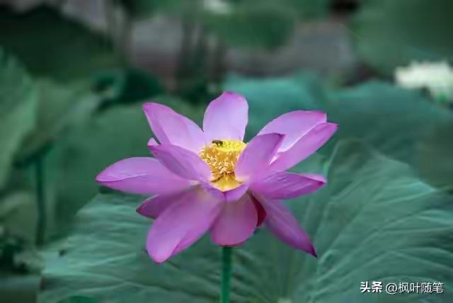 人这一辈子，活得开心舒服，比活得久更重要。

年过三十，甚至已经五十以后，常常身