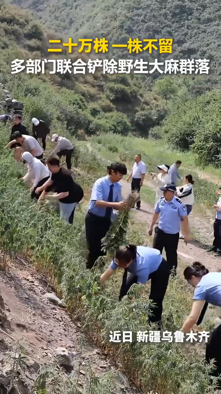 二十万株一株不留，多部门联合铲除野生大麻群落。
近日，新疆乌鲁木齐，采取"机械作