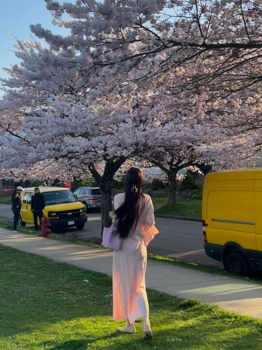 在温哥华的春天赏樱踏青🌸