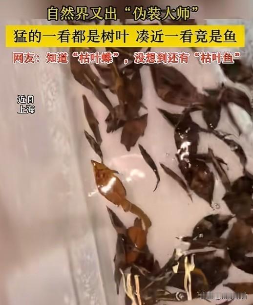 上海网友偶遇一位水里的伪装大佬！远远往水面一看，还以为飘着一片普通枯叶，凑上前定