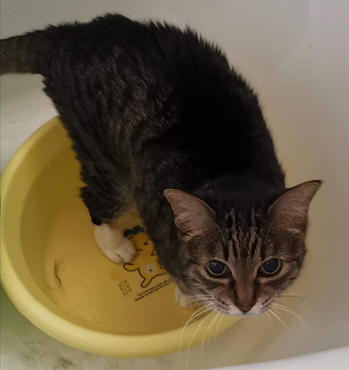 猫宁。昨日暂停，今日多帅强弟。一日二猫，昨日今日。
