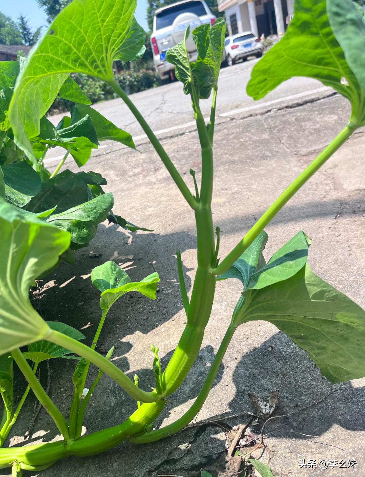 第一眼还没发现是空心菜，这是啥品种啊，能长这么大