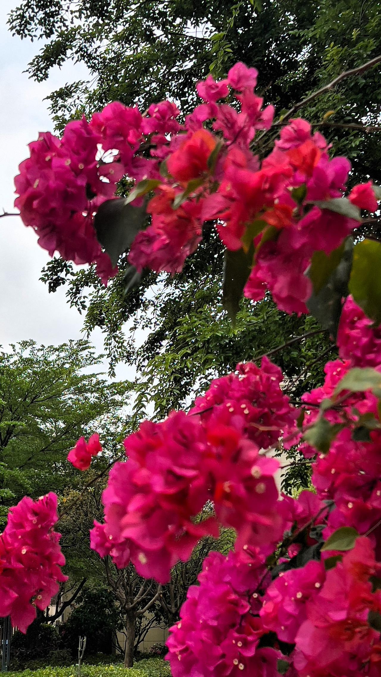春日赏花：粉色三角梅在枝头绽放，花儿朵朵，繁花似锦、娇美耀眼，靓丽迷人，美不胜收