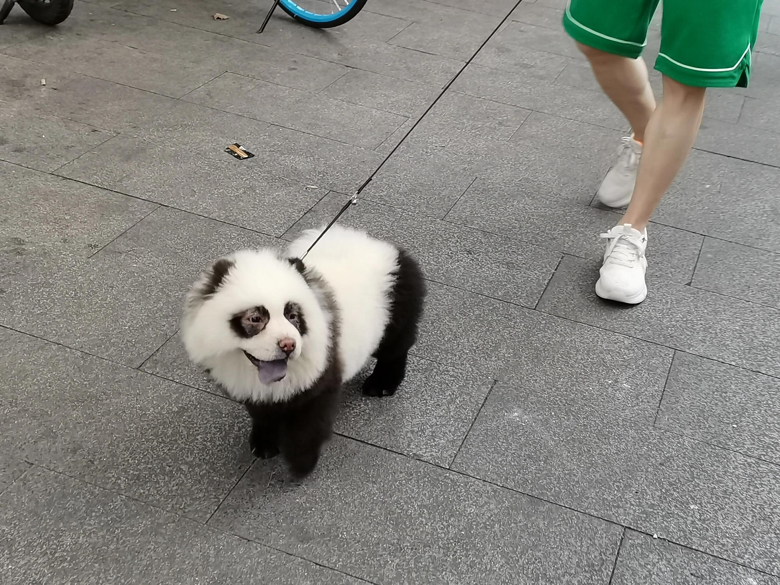 #没什么宠物是人类遛不了的# 遛“熊猫”、遛羊驼、遛卡皮巴拉……世界上还有什么是