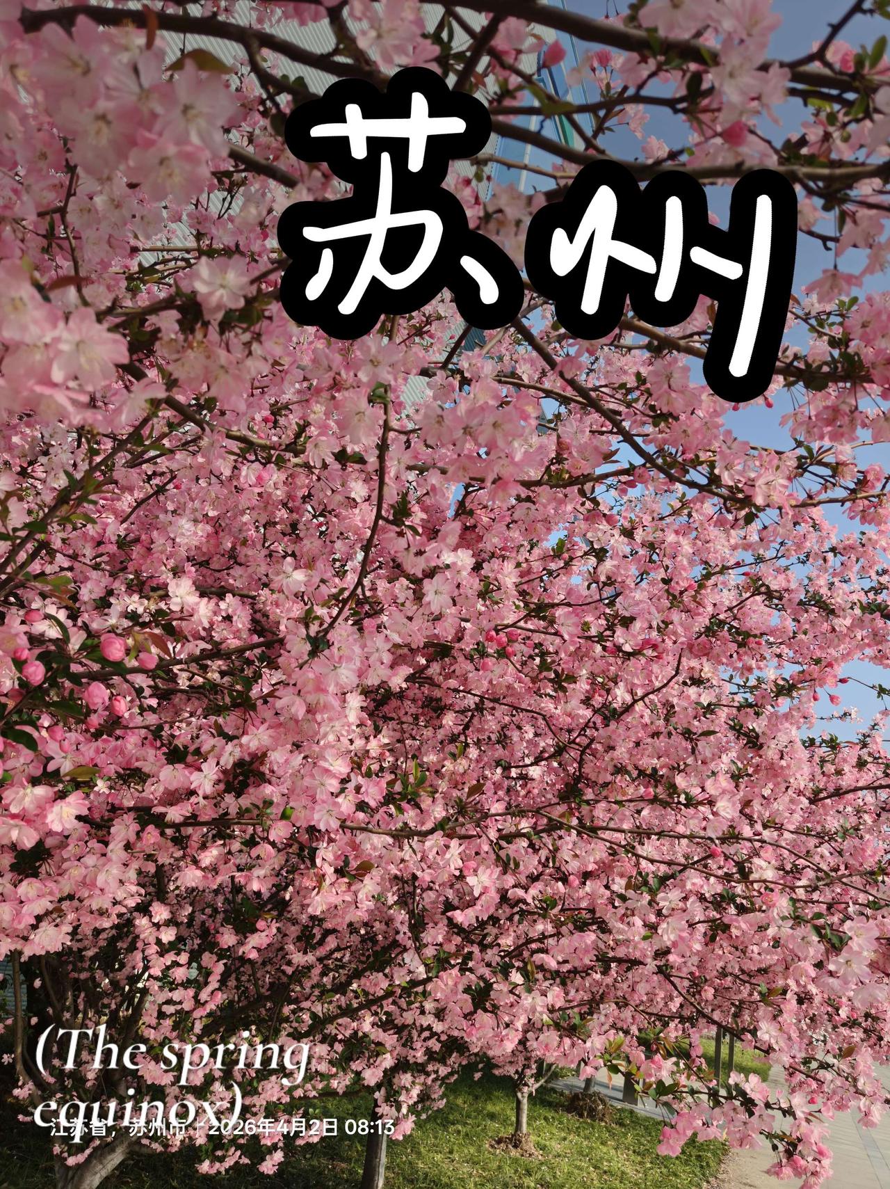 随手一拍，
便是苏州的限定春日。
满树海棠，不负人间四月天。