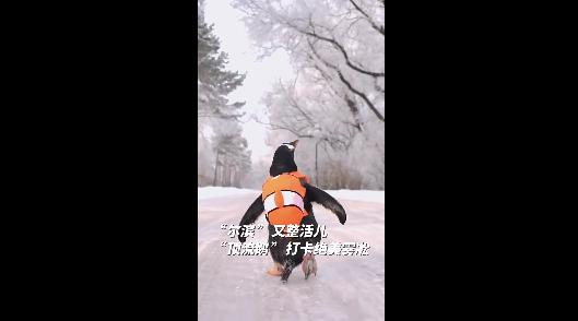 #哈尔滨顶流企鹅打卡绝美雾凇#近日，哈尔滨再“开挂”，“顶流”企鹅背上小书包“打