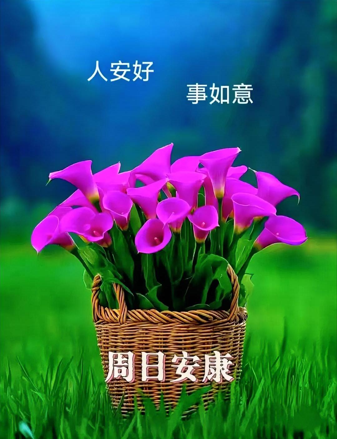 周末愉快，愿你好事连连，安康如意。🌞🌼