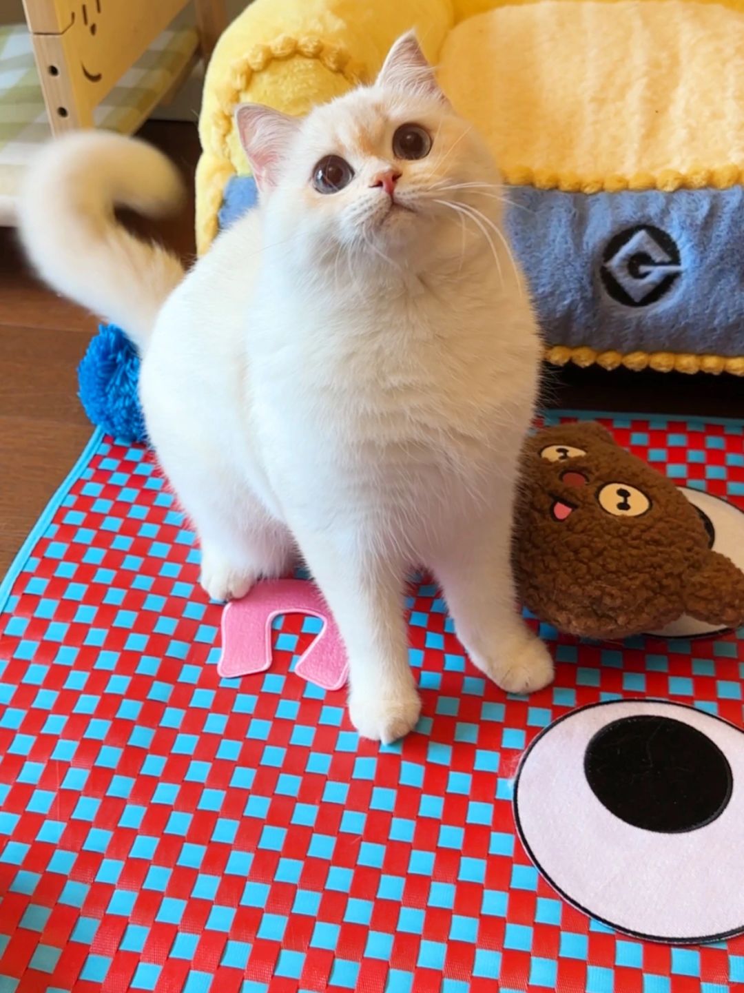 被艾特的人要生一只小猫ฅ՞•ﻌ•՞ฅ
