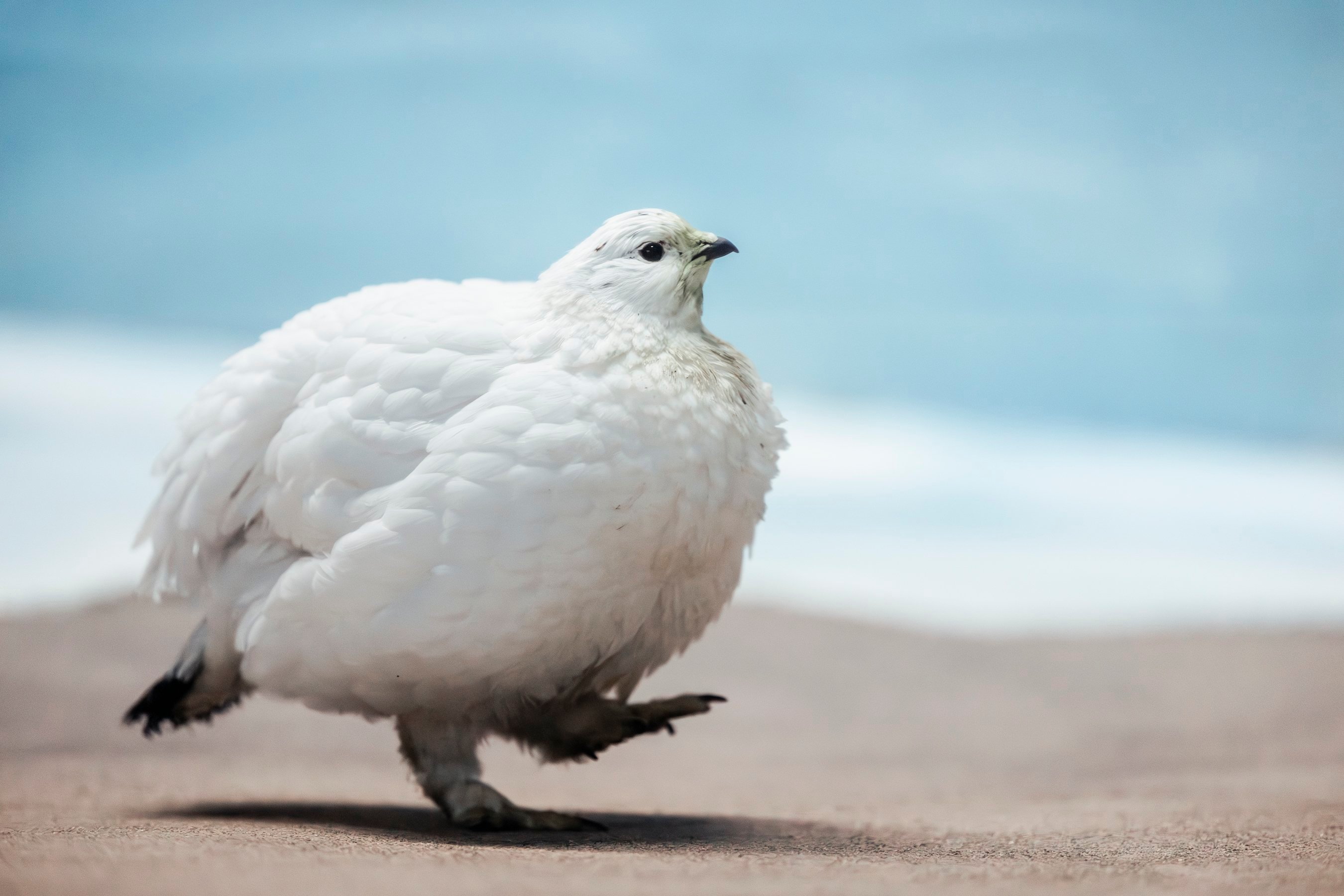 我单方面宣布，史上最萌雷鸟照片诞生！宝宝你像是地面上的可爱小云朵！ 