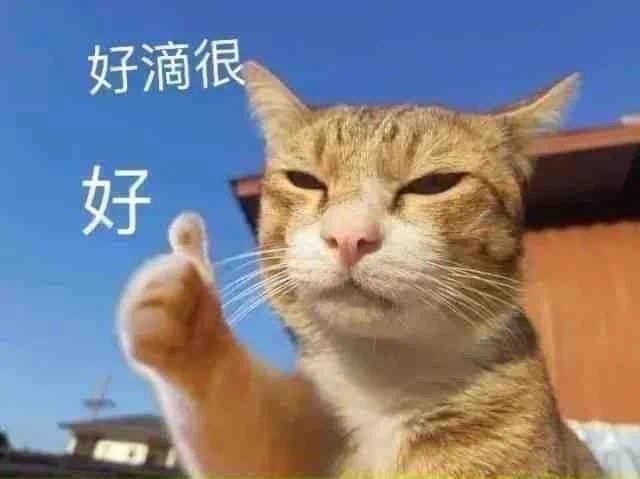 一些可爱的猫猫狗狗抽象表情包 