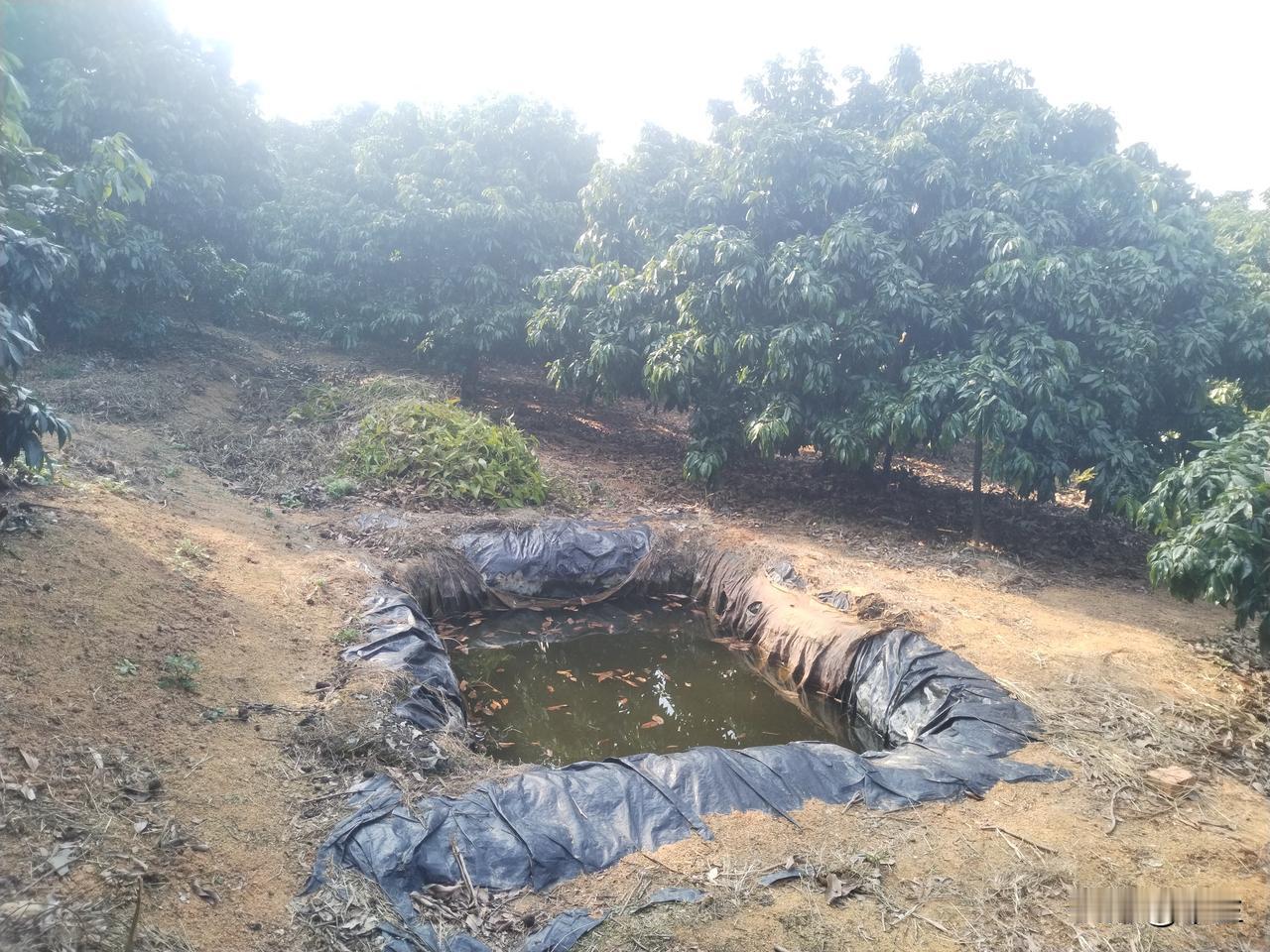 荔枝发芽分化期水份过载造成冲梢

       近日在一妃子笑果园调研时发现典型