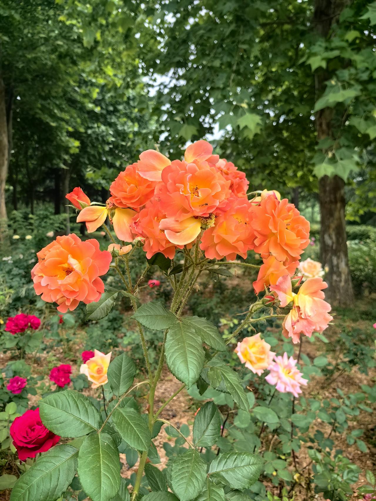 公园里的花儿，
每一朵花都妩媚动人！