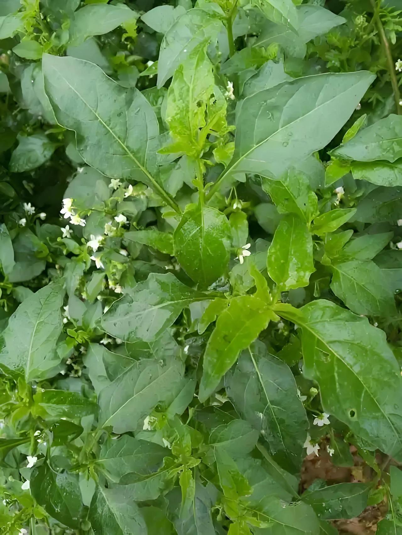 每天认识一种植物90:少花龙葵
茄科茄属植物少花龙葵
别名:
钮子草(五华)、鼻