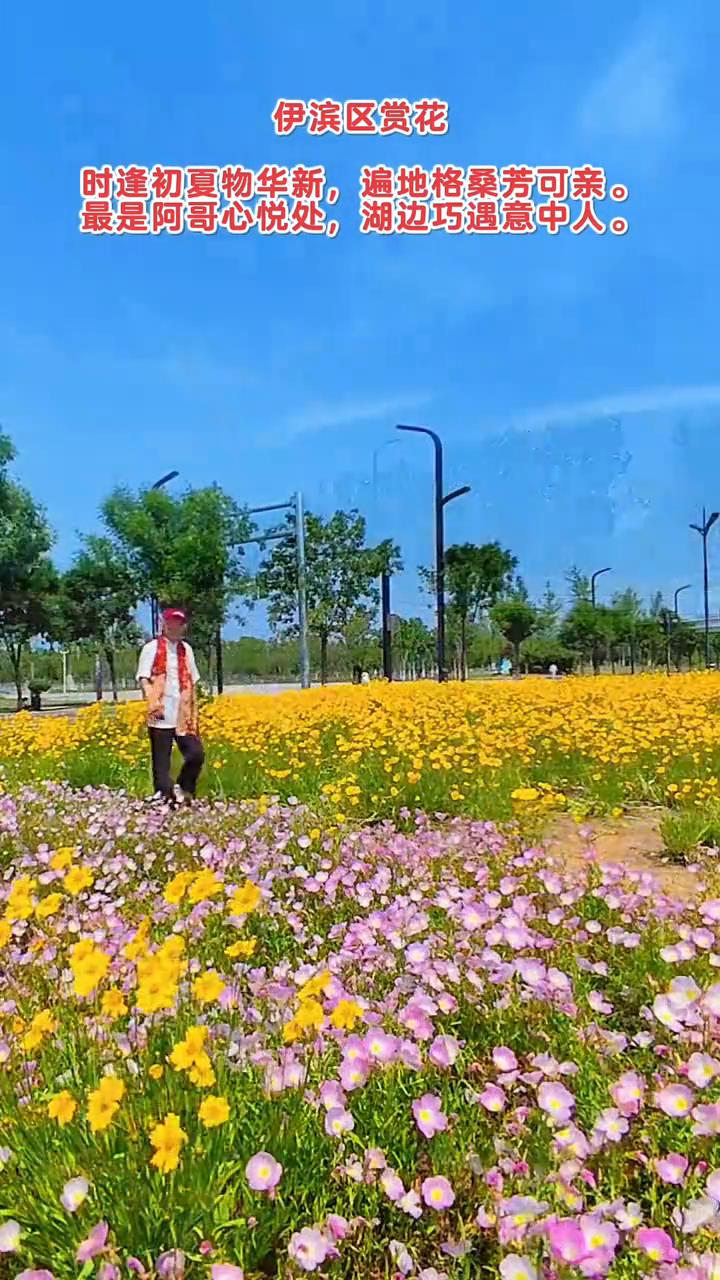 伊滨区赏花。
时逢初夏物华新，遍地格桑芳可亲。最是阿哥心悦处，湖边巧遇意中人。