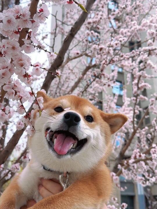 樱花树下 谁站谁美🌸