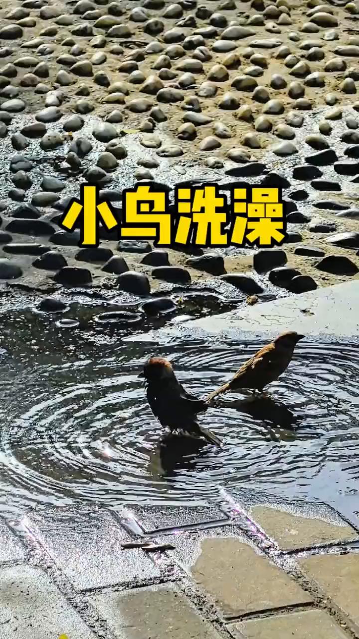小鸟洗澡。