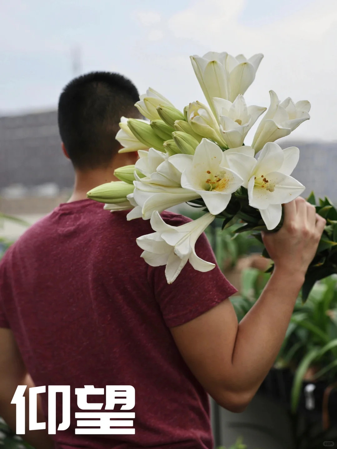 有空间、能地栽、喜欢切花的朋友，要选仰望哟！