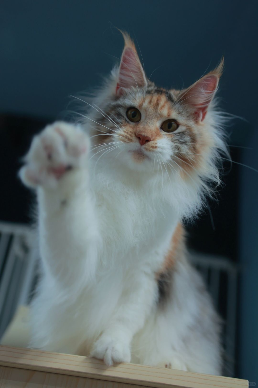 缅因｜银三花缅因的美貌