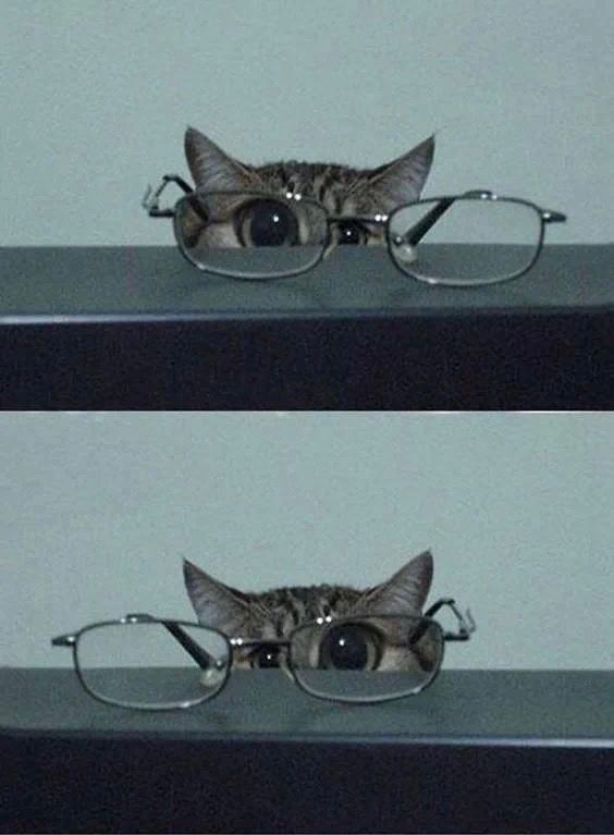 猫猫戴妈妈的眼镜：尊嘟假嘟？O.o？o.O？O.O？o.o？ ​​​