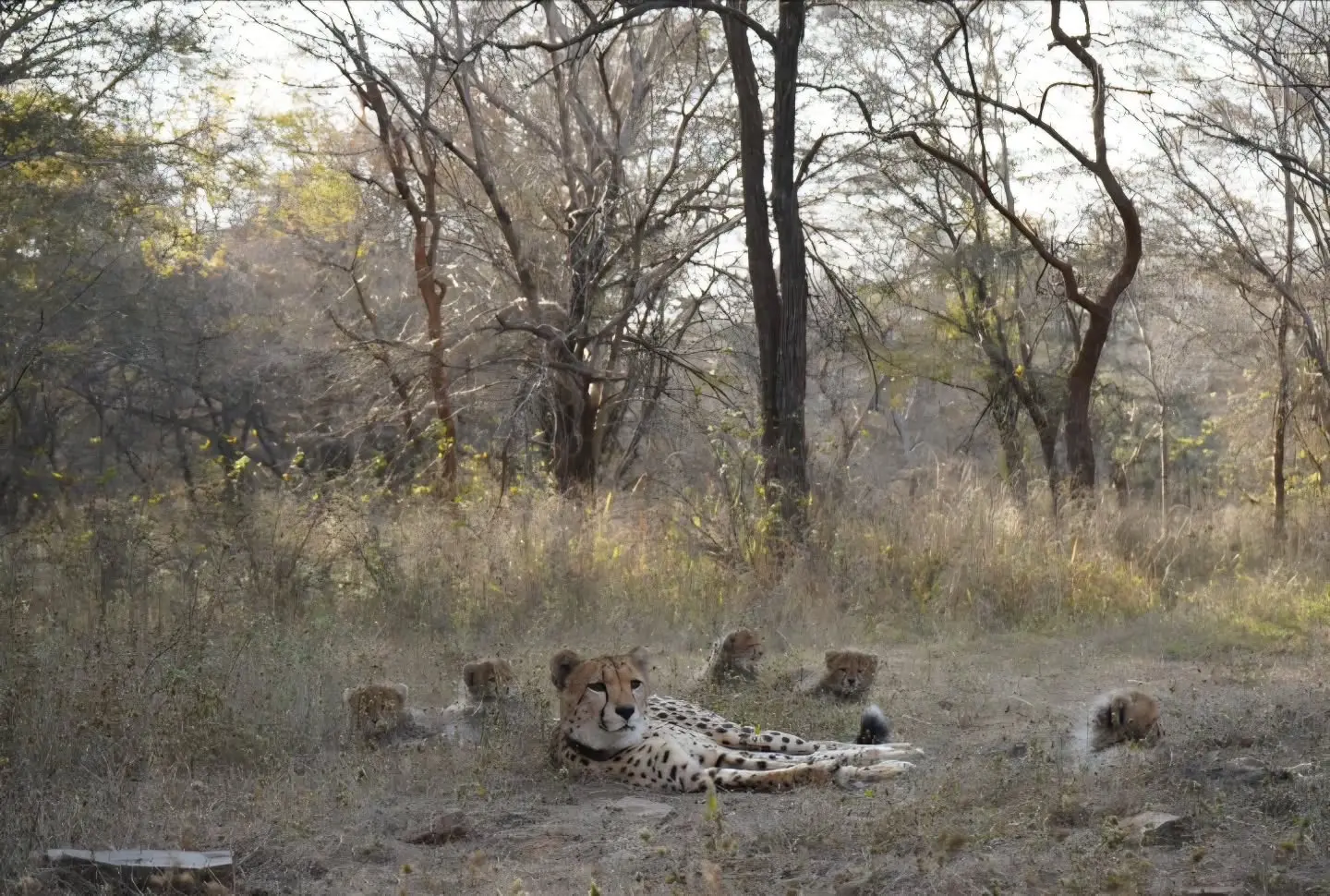 猎豹穆基和她的五只崽崽。