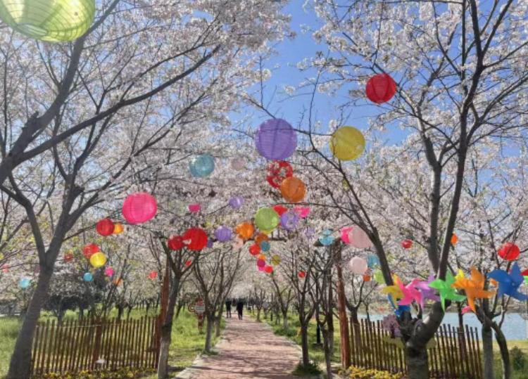 荆州春日赏花去哪？这片樱花海 3 月 21 日启幕，好玩又好拍
春天想找地方踏青