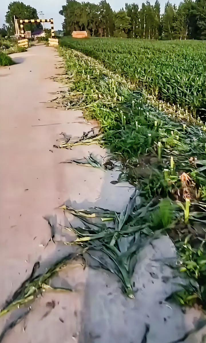 虽说有点浪费粮食，但我还是支持铲苗。
幸亏水泥路够硬，要不然路上都要种满玉米。