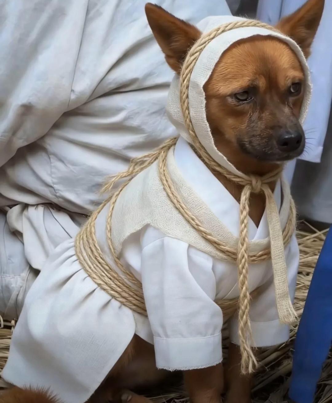 太神奇了
原来小狗是有灵性的!
老家邻居家的爷爷，年前有一天吃过晚饭说自己有点不