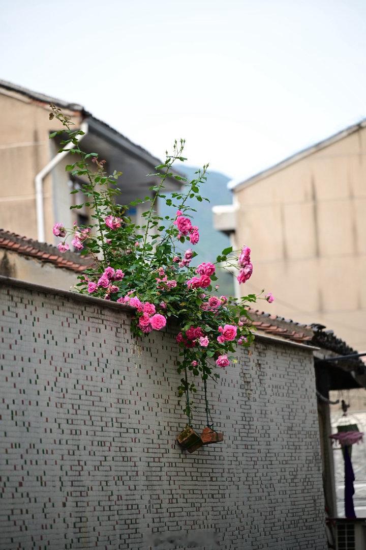 芒种。路过的村庄，一些片段。