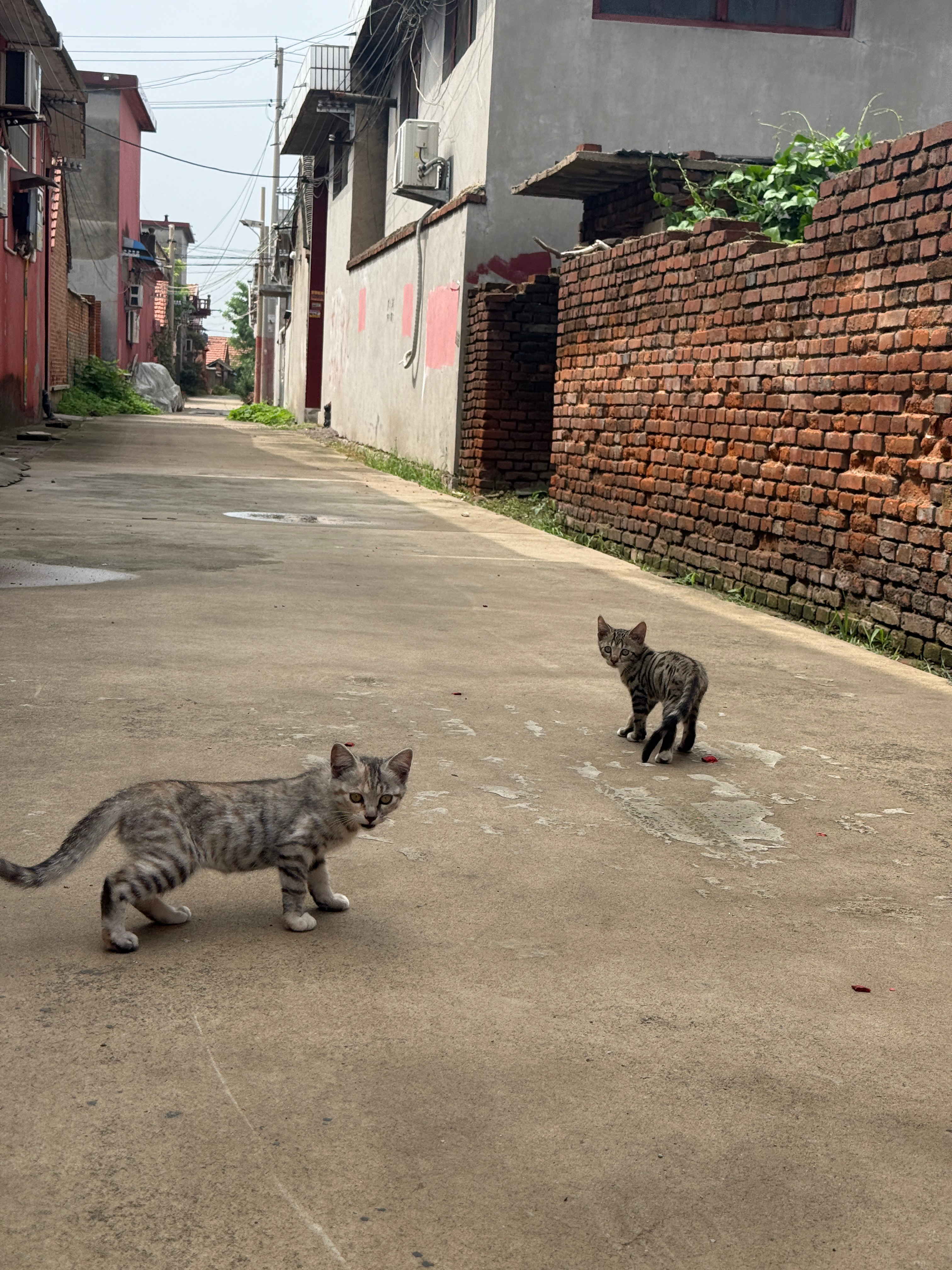 “新生代”的小猫都挺好看的，但是都不亲人（除了嗓门的孩子），看了一下还是母猫居多
