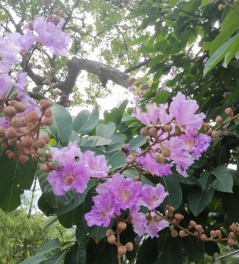 若有钱有闲，也很想过上老人家的生活~
有时候真的很羡慕住在对面的独居老奶奶，有儿