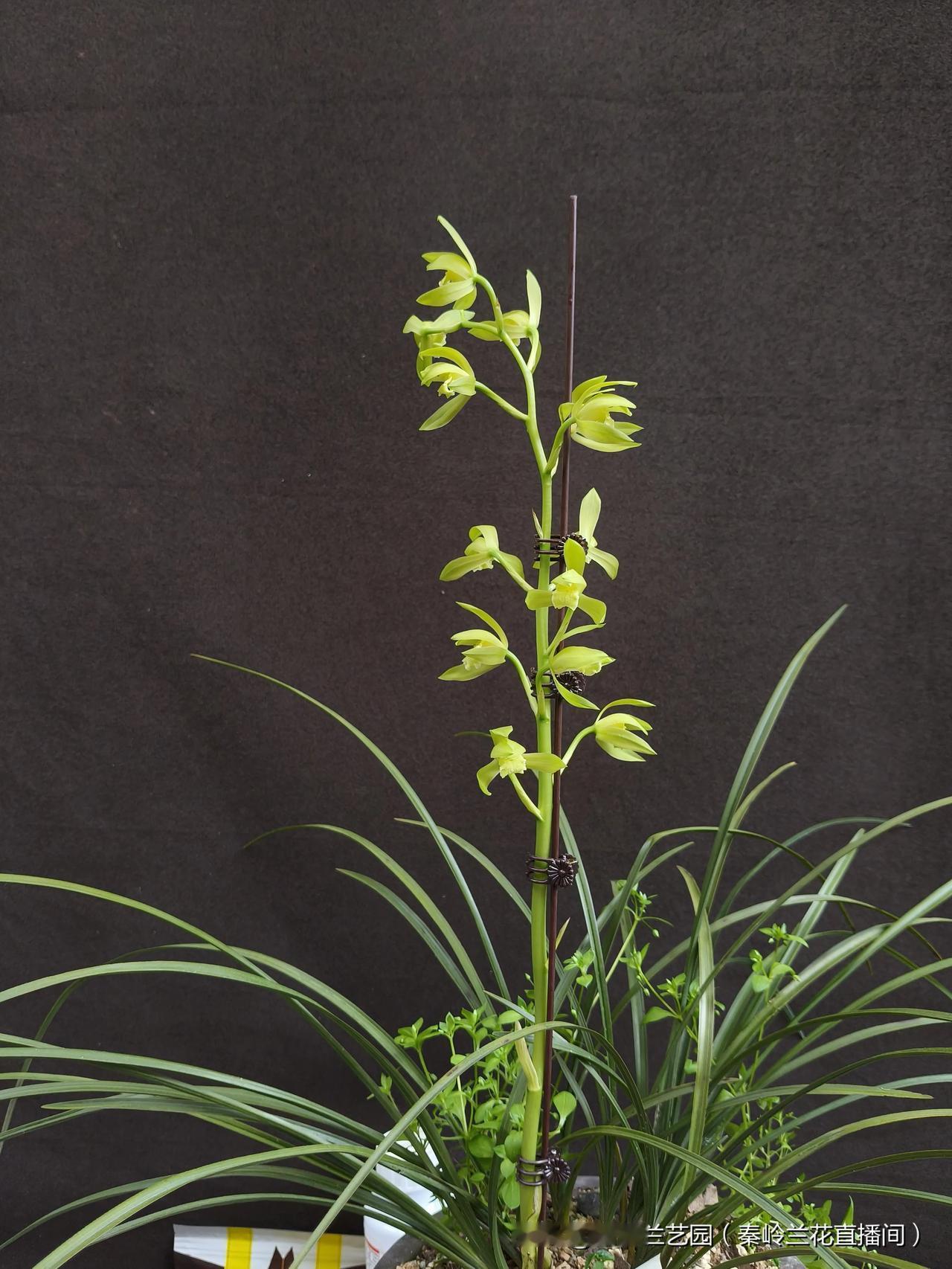 绿植实拍资源新品种秦岭蕙兰