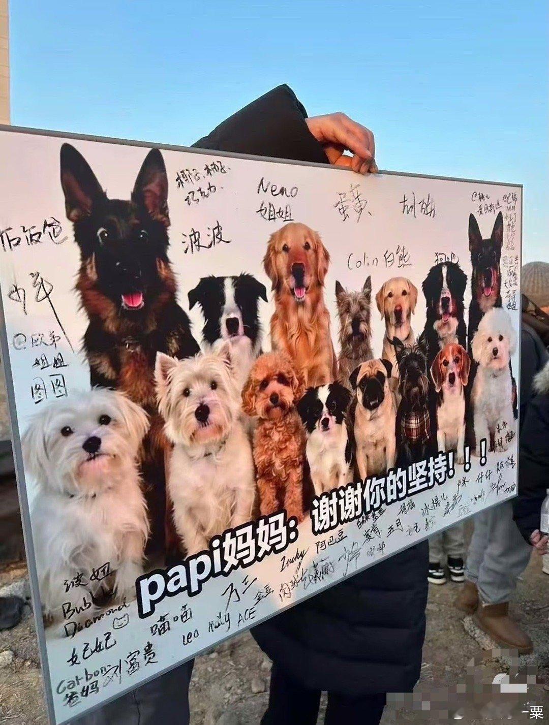 这不止是一个关于宠物的故事，更是一份普通人对司法程序的“较真”样本。当现有规则无