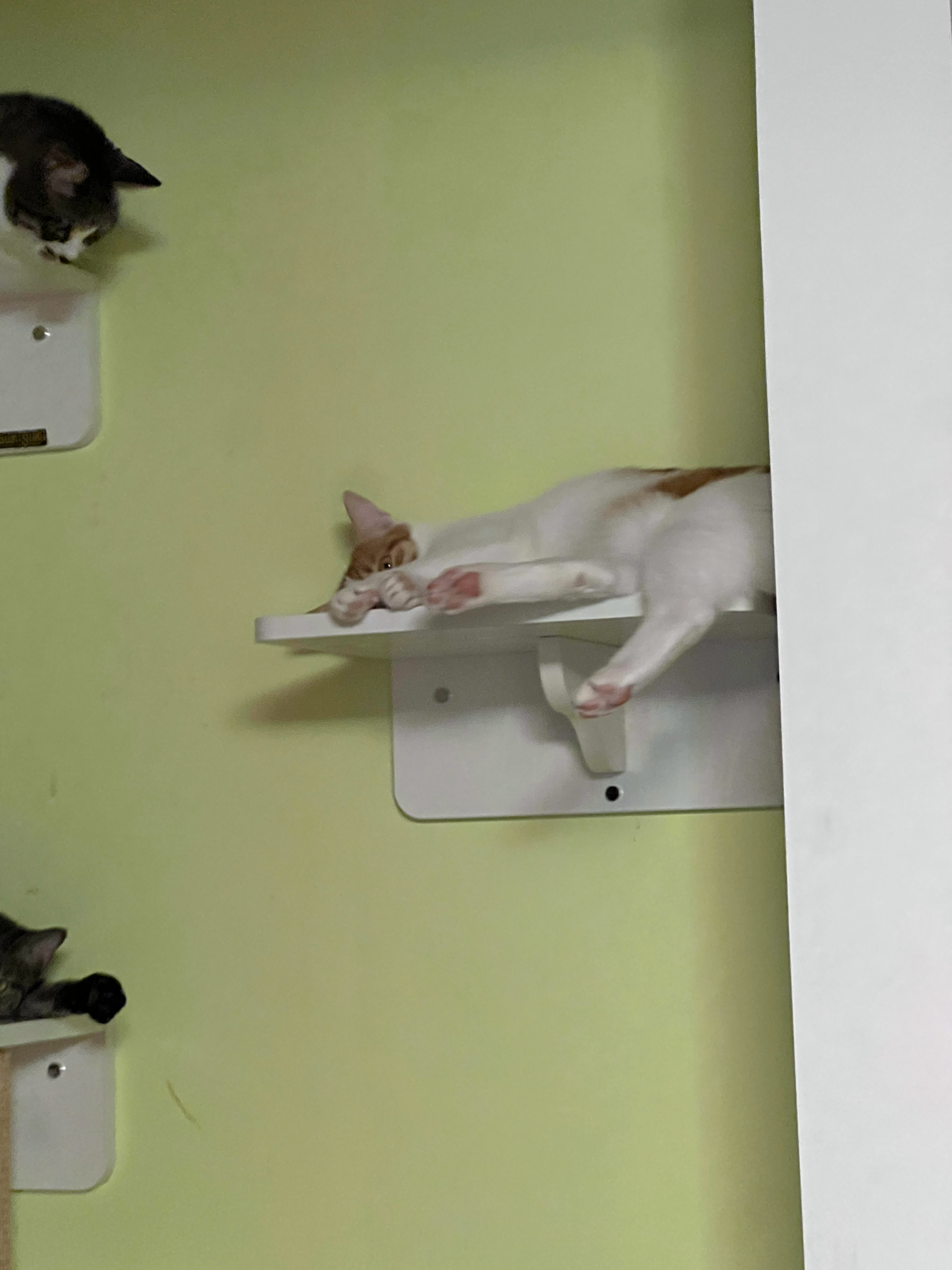 一出房门就看到这么壮观的猫猫墙，莫名有股很满足的感觉，或许这就是所谓的小确幸叭～