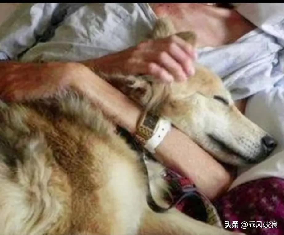主人因得胰腺癌晚期，叫家属准备后事，医生说他这最迟也就这二天，问他有没有什么要的