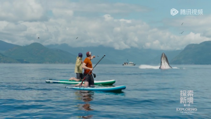 别人在那里十年才能看到一次的座头鲸，王一博划个皮划艇就看到了，此男体质真的，玄学