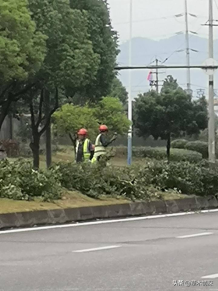 端午节下小雨，淮口绿化组的工人们。
成都市金堂县淮口大镇绿化组队工人们端午节第二