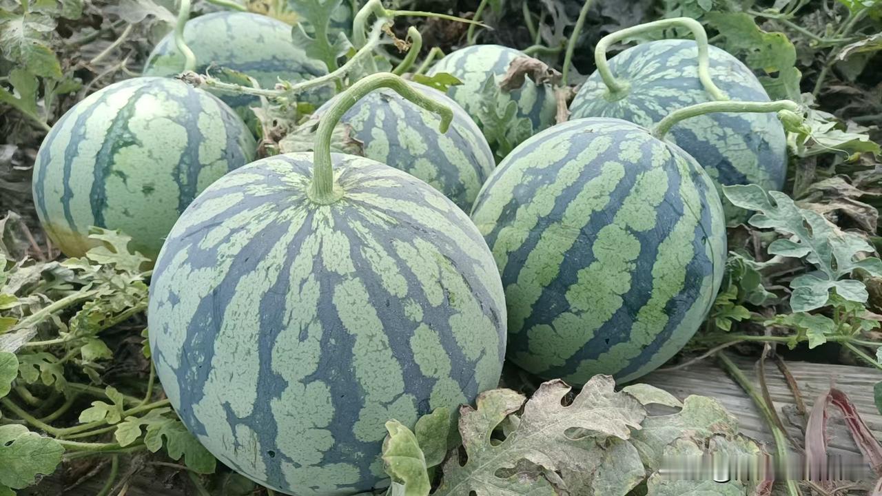 我认为怀念
没有手机的年代，不管是学习还是工作，都会全神贯注，不会影响健康。