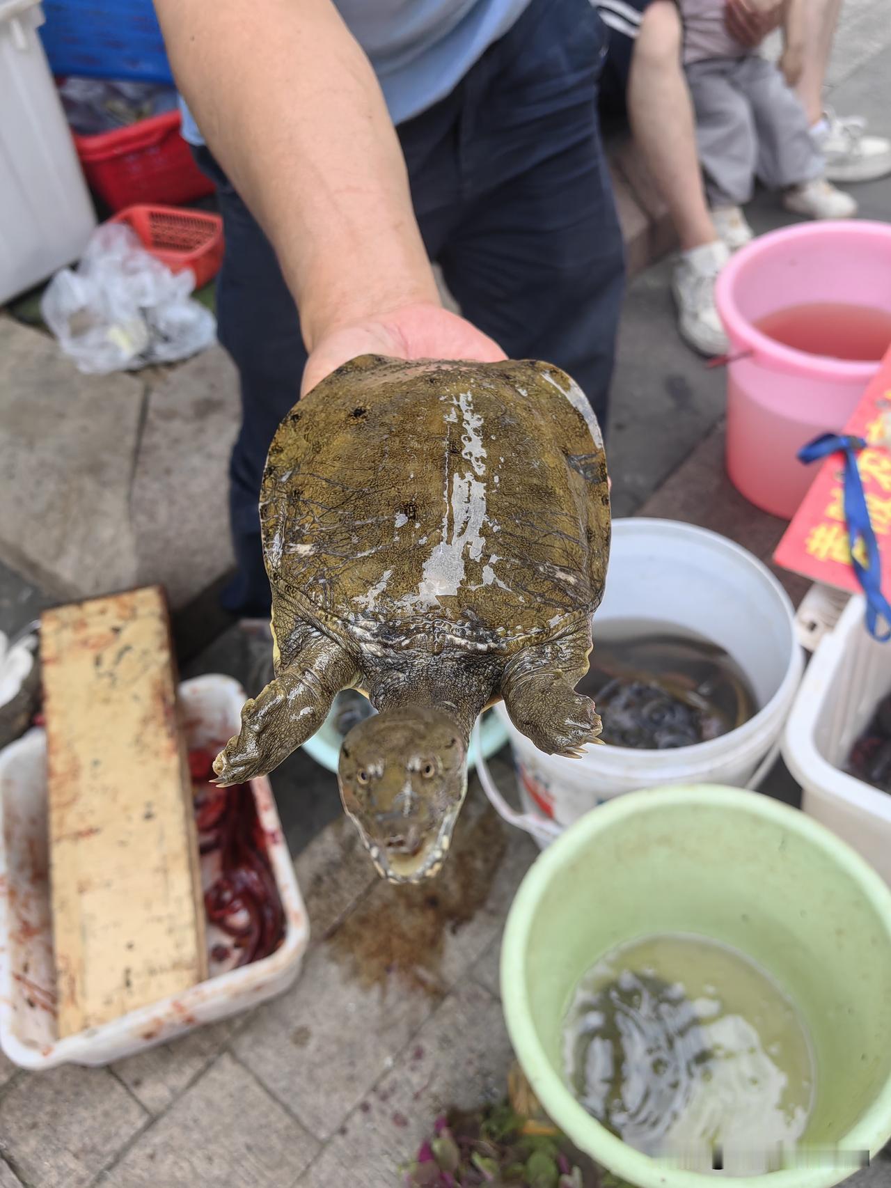 这才是正宗野生甲鱼！拿在手上还眼露凶光，小贩说来自黄陂滠水河。甲鱼高蛋白、低脂肪