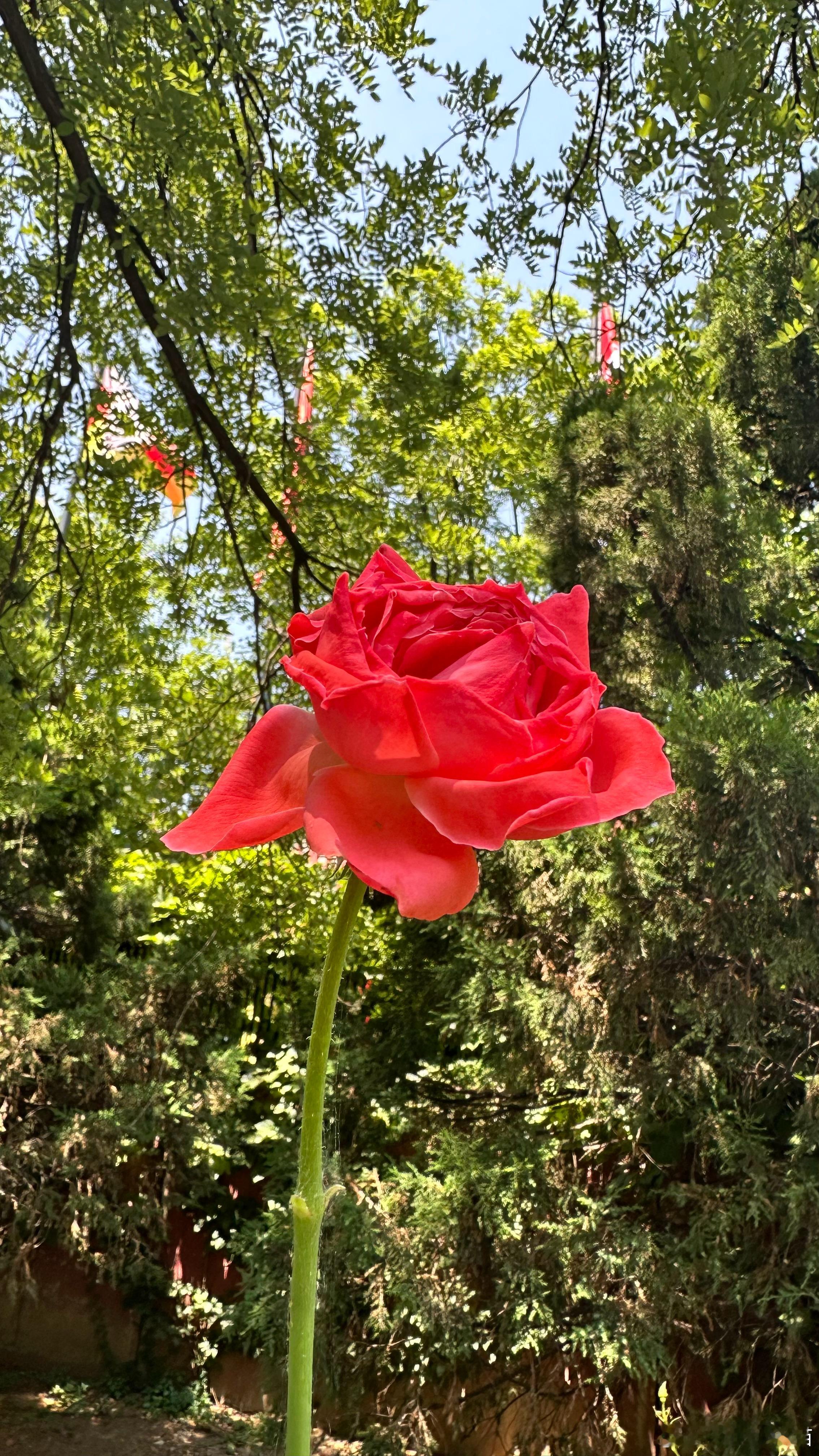 路边的月季花