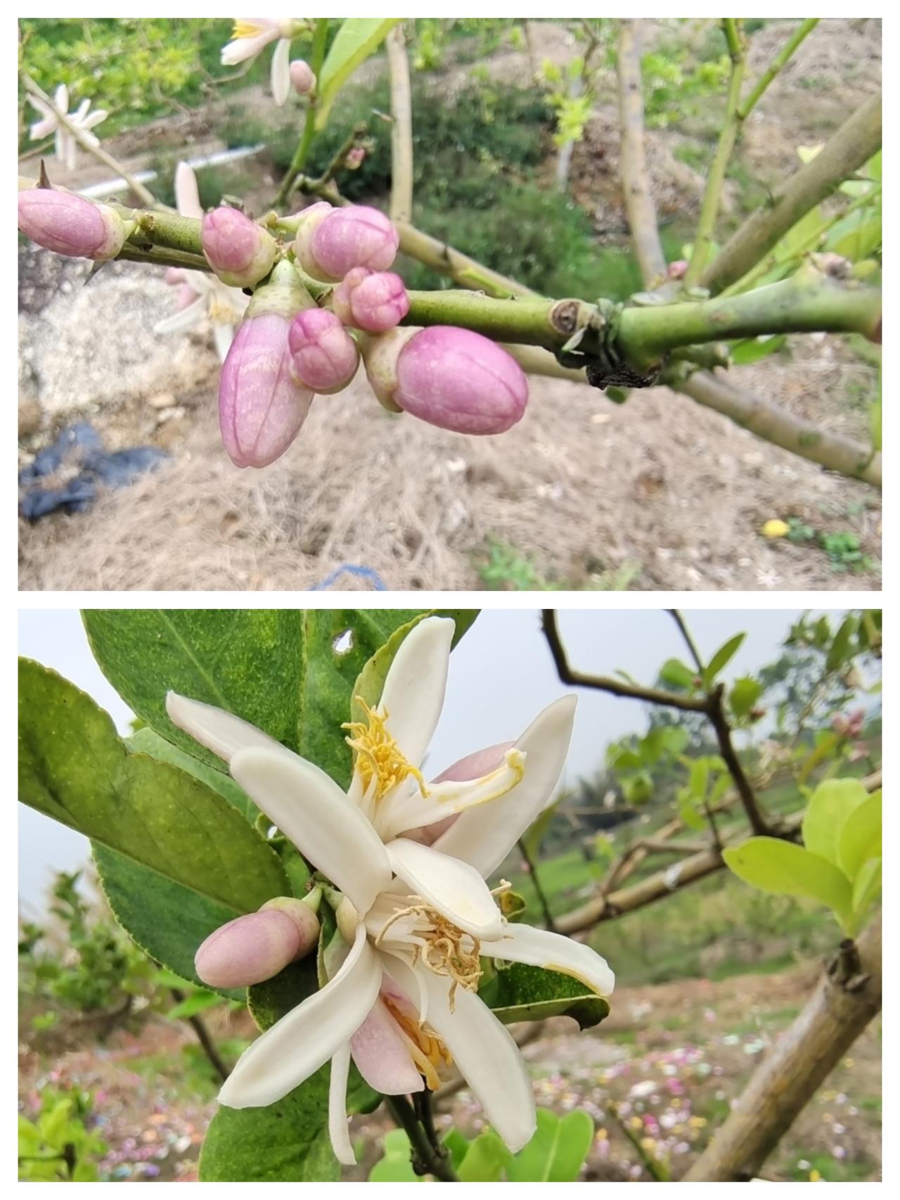 听说头条的高手多，考考你们，这是什么果实的花？