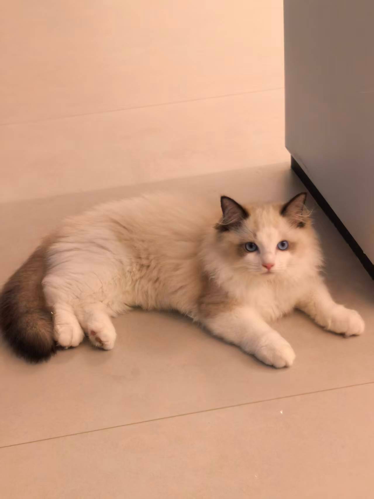 谁能拒绝一只发呆的长毛布偶猫…… ​​​