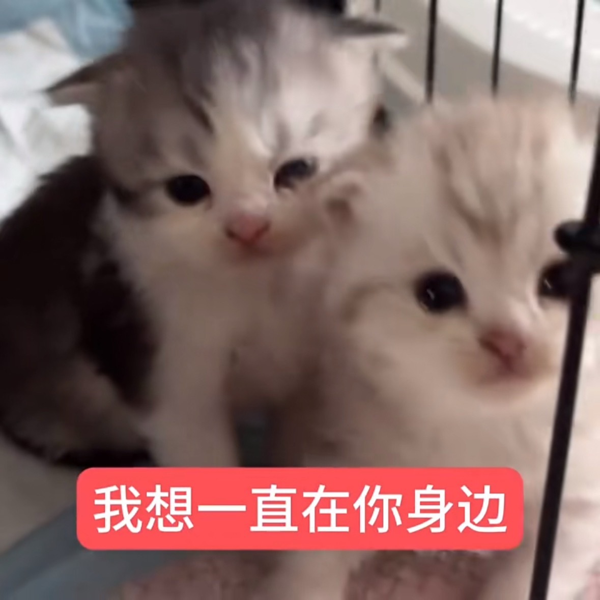 马嘉祺： 